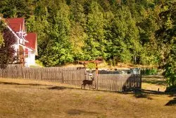 Deer at Inn at Ship Bay Orcas Island 1