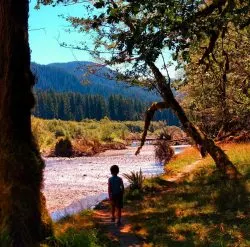 LittleMan walking the Spruce Trail on Hoh River Olympic National Park 1