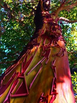 Madrona tree at Inn at Ships Bay Orcas island 1