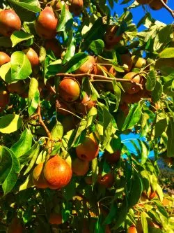 Pear tree at Inn at Ships Bay Orcas Island 1