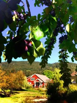 Plum tree at Inn at Ships Bay Orcas Island 1