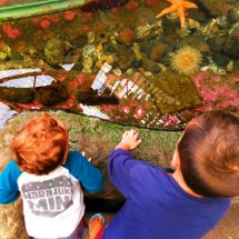 Taylor Kids Poulsbo Aquarium Touch Tank 1