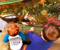 Taylor Kids Poulsbo Aquarium Touch Tank 1