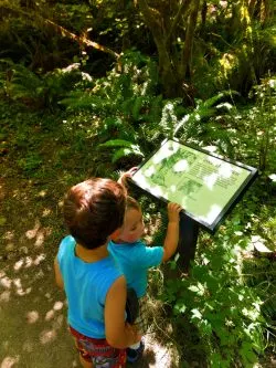 Taylor Kids in Hoh Rainforest 2016 2