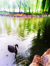 Black-swan-at-Tang-Paradis-Xian-Imperial-Garden-1-169x225.jpg