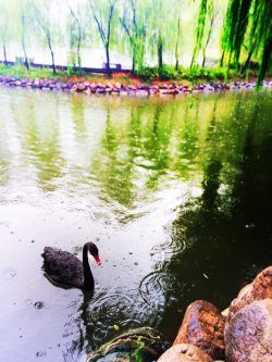 Black swan and reflecting pond at Tang Paradise Xian Imperial Garden 1