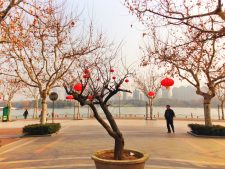 chinese-lanterns-in-shanghai-1