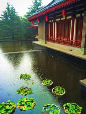Lily pads at Tang Paradise Xian Imperial Garden 2