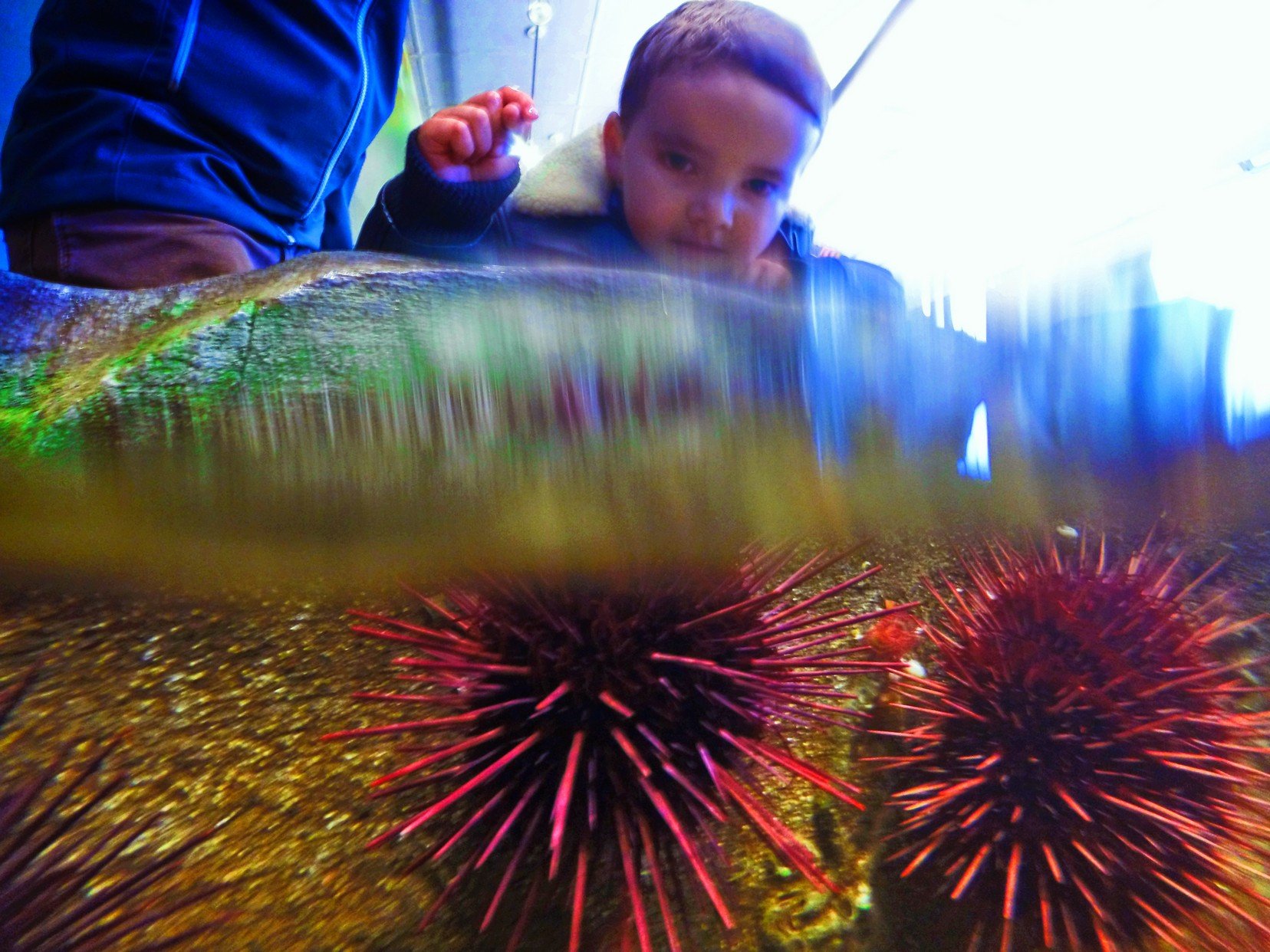 LittleMan-looking-through-touch-tank-urchins-of-Port-Townsend-Marine-Science-Center-Fort-Worden-1.jpg