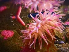 Sea Anemone at Port Townsend Marine Science Center 1