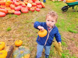 Taylor-kids-in-Pumpkin-Patch-Fall-Tradition-1-250x187.jpg