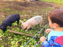 taylor-kids-with-pigs-at-pumpkin-patch-fall-traditions-1