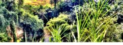 ubud-bali-rice-terrace-farm