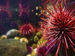 Sea Urchins at Port Townsend Marine Science Center 1