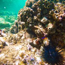 Colorful Urchins and Fish in Cabo Pulmo National Park
