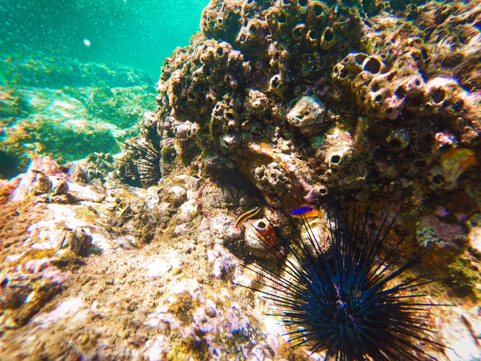 Colorful-urchins-while-snorkeling-in-Cabo-San-Lucas-4.jpg