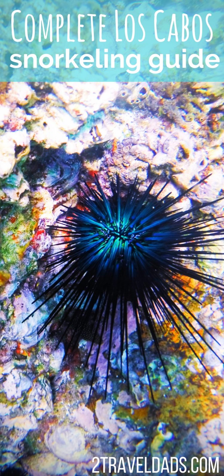 Complete guide to Snorkeling Cabo San Lucas and the Los Cabos area