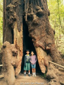 Muir Woods National Monument in California is a great family travel destination if you're visiting from overseas.