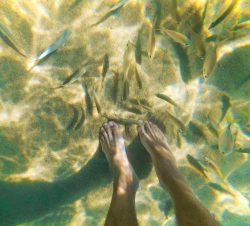 Fish nibbling toes while snorkeling