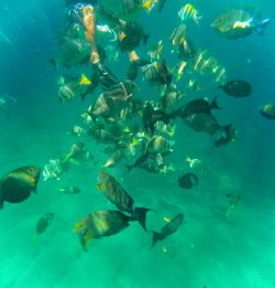 School of fish while snorkeling in Chileno Bay Cabo San Lucas