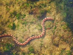 Sea snake at Cannery Beach Cabo San Lucas