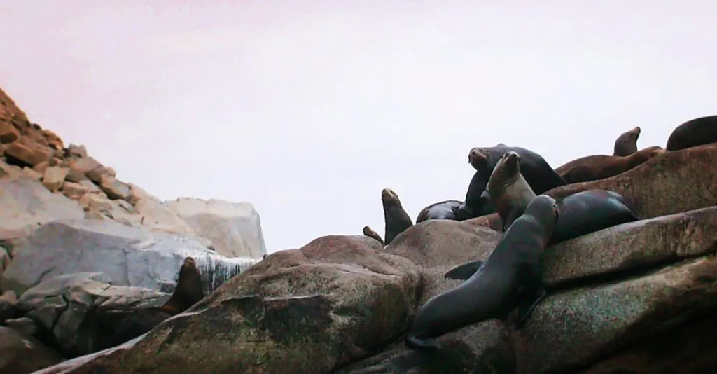 Sealion Colony at Cabo Pulmo National Park