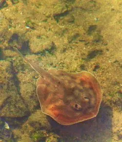 Sand ray at Cannery Beach Cabo San Lucas