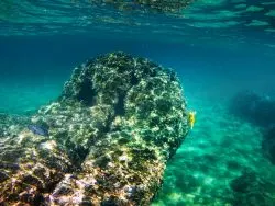 Yellow pufferfish and urchins while snorkeling at Santa Maria Bay Cabo