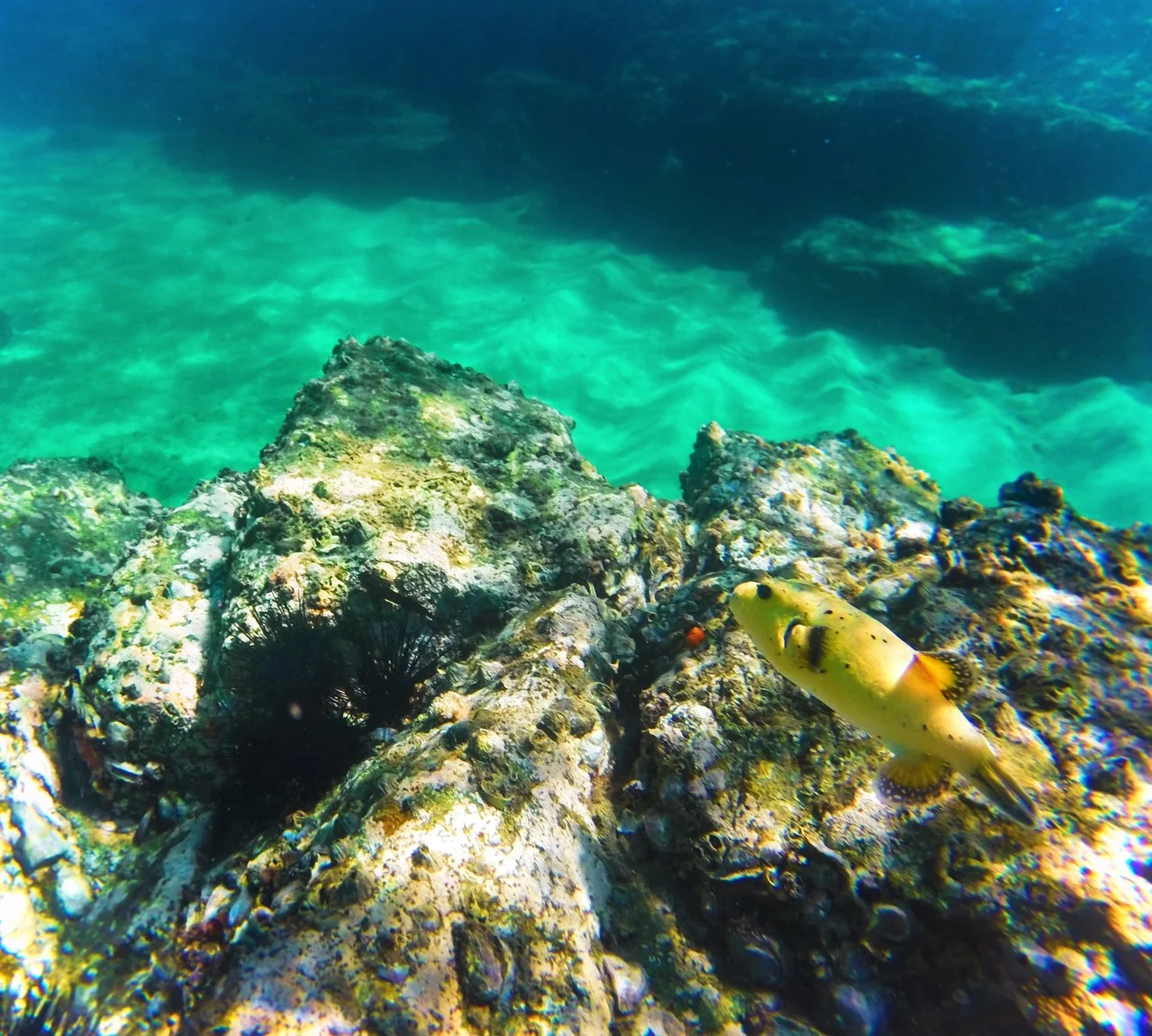 Yellow Gobi and Urchins in Cabo Pulmo National Park