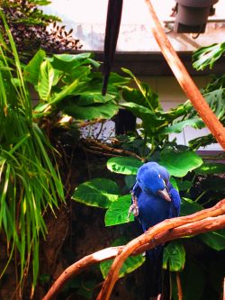Blue Maccaw in Tropical atrium at Tennessee Aquarium 1