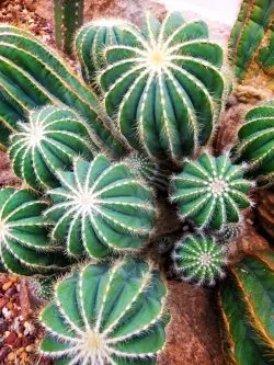 Cactus in Volunteer Park Conservatory Capitol Hill Seattle 1