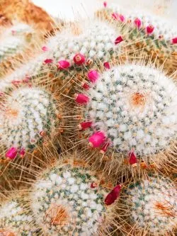 Cactus in Volunteer Park Conservatory Capitol Hill Seattle 3