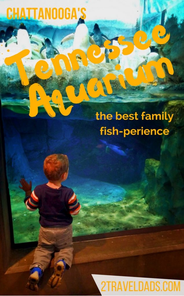 Chattanooga's Tennessee Aquarium the best family fishperience