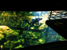 Diver-in-River-tank-at-Tennessee-Aquarium-1-225x169.jpg