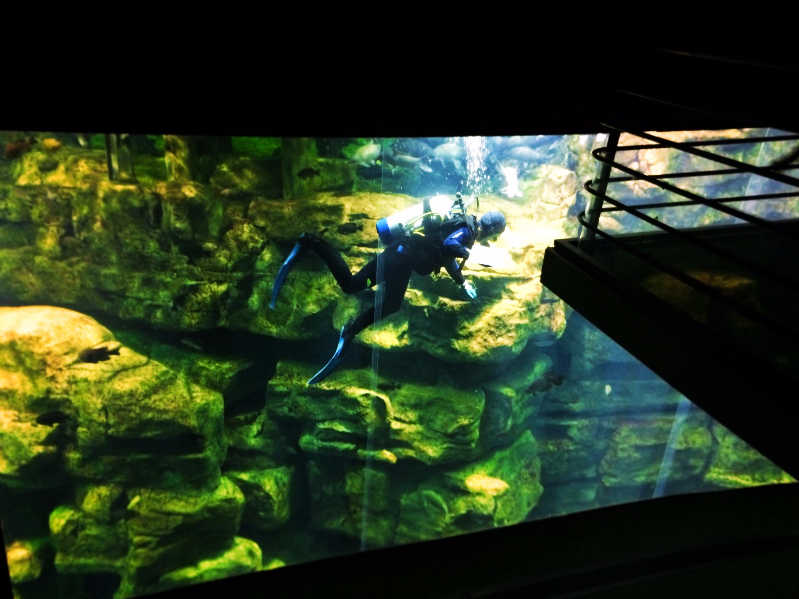 Diver in River tank at Tennessee Aquarium 1