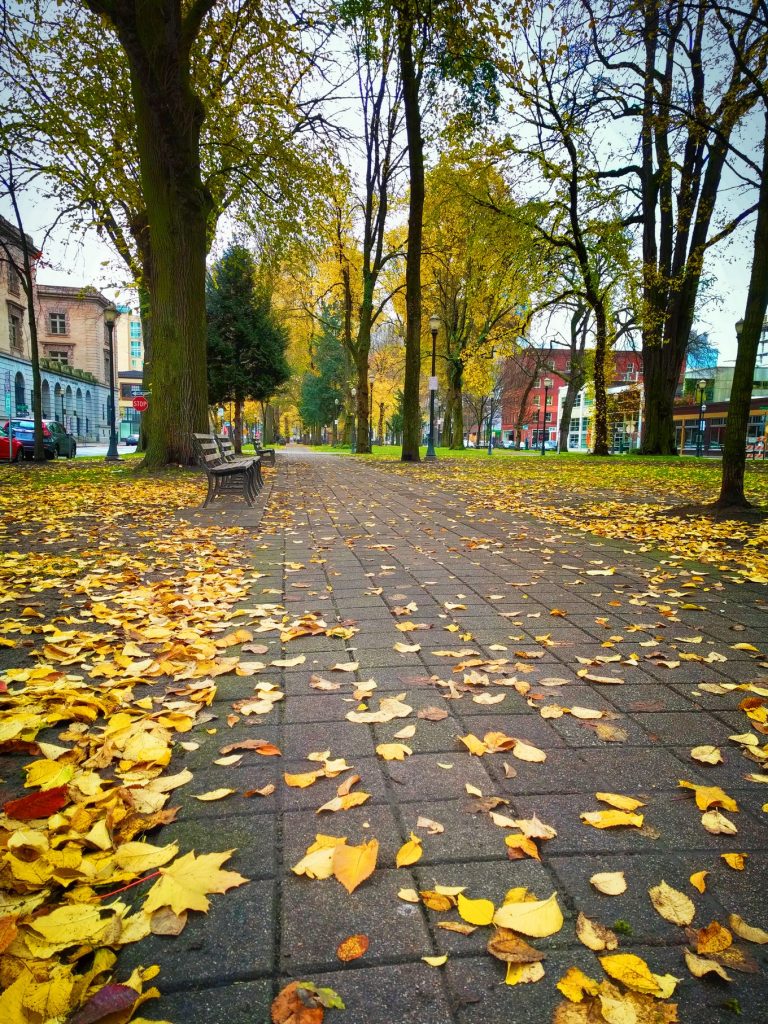 Fall leaves in downtown Portland 2