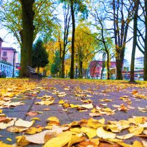 Fall leaves in downtown Portland 3