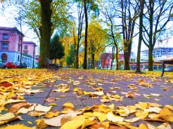 Fall leaves in downtown Portland 3