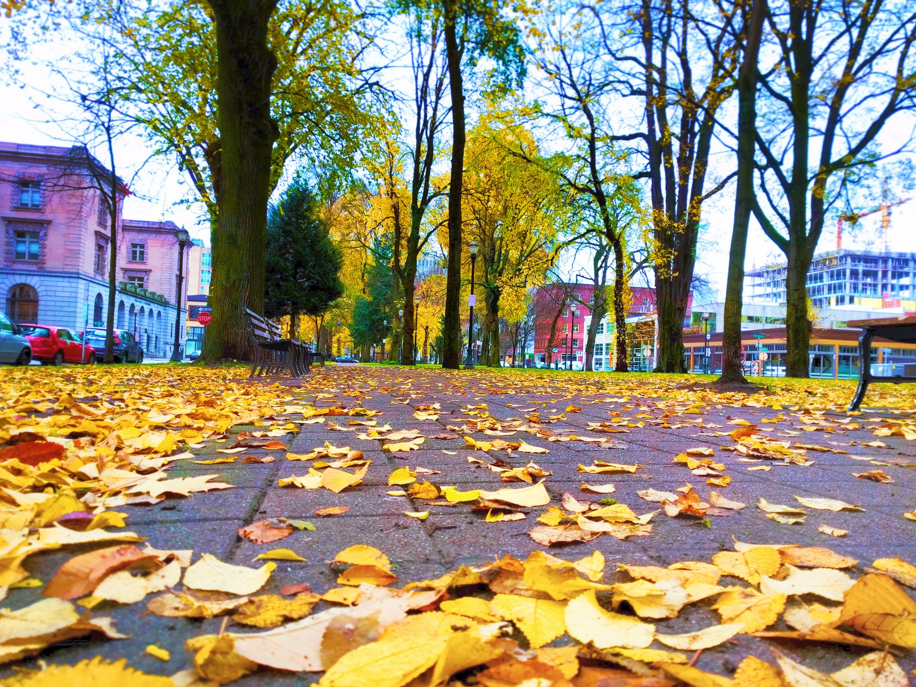 Fall leaves in downtown Portland 3