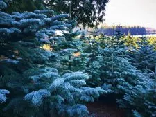 Frosted, frozen Christmas trees at Henry's Tree Farm, Kingston WA
