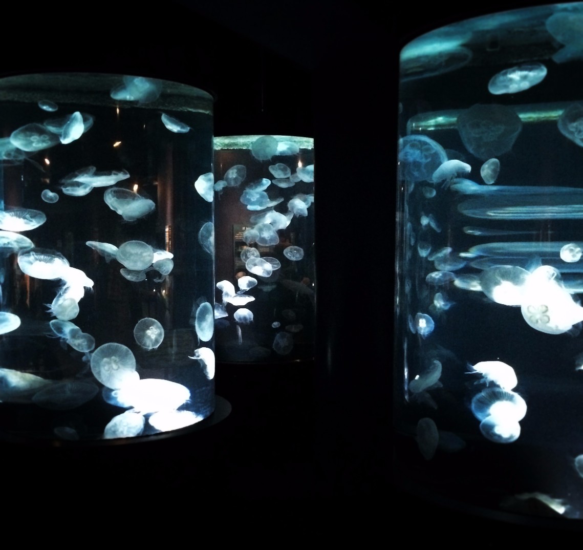 Jellyfish Tank Ocean Journey Tennessee Aquarium 2
