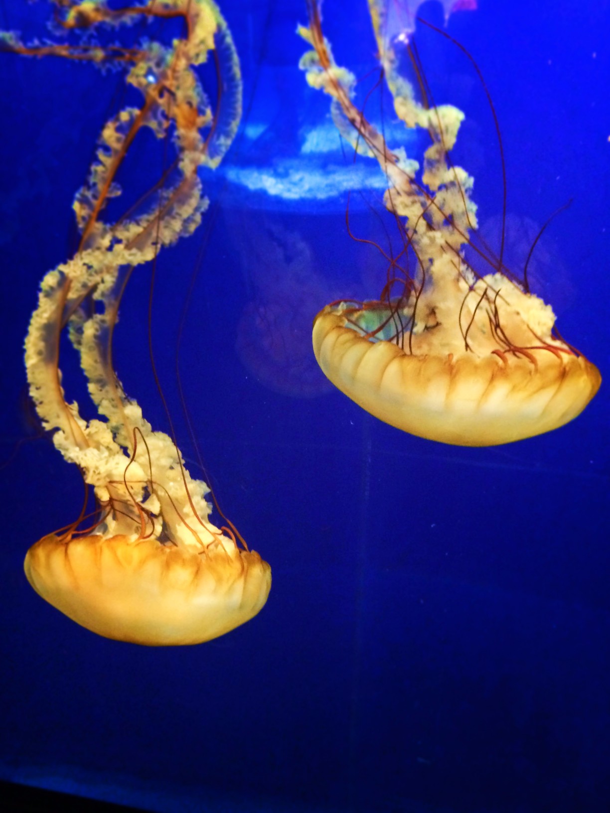 Jellyfish Tank Ocean Journey Tennessee Aquarium 5