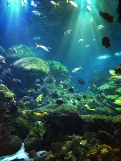 Large Ocean Journey Tank Tennessee Aquarium 1