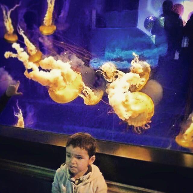 LittleMan Tennessee Aquarium Jellyfish