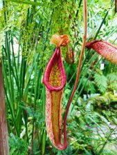 Pitcher Plants in Volunteer Park Conservatory Capitol Hill Seattle 1