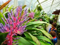 Plants in Volunteer Park Conservatory Capitol Hill Seattle 2