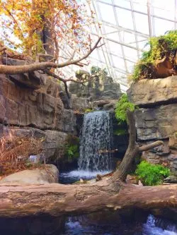 River Journey atrium Tennessee Aquarium 2