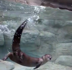 River Otter in River Journey Tennessee Aquarium 1