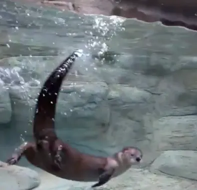 River Otter in River Journey Tennessee Aquarium 1