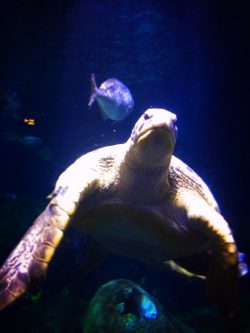 Sea Turtle in Ocean Journey Tennessee Aquarium 1